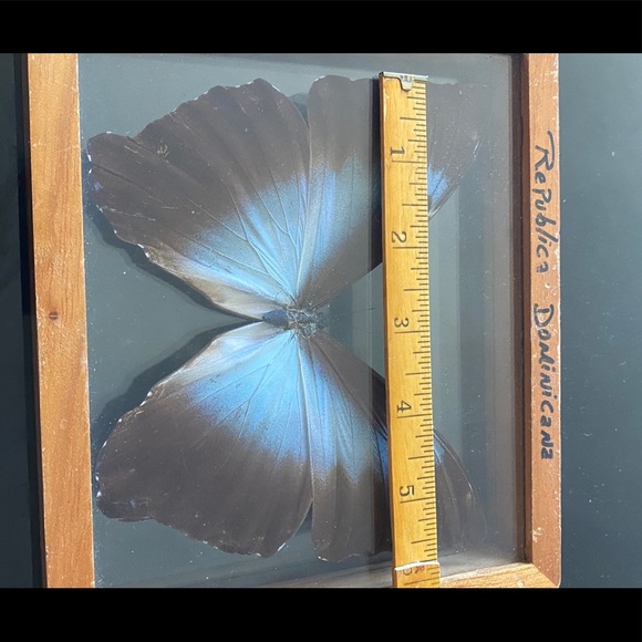 REAL Blue Morpho Butterfly in glass display case. - Picture 4 of 4